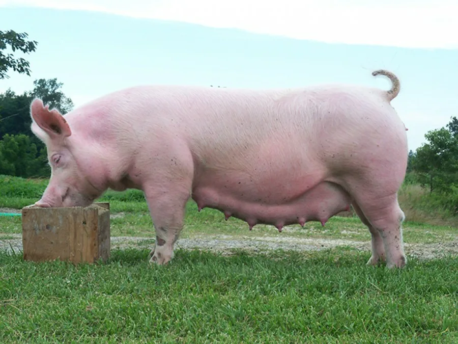 Иммунометаболические особенности формирования поствакцинального иммунитета против ЦВС-2 у свиноматок