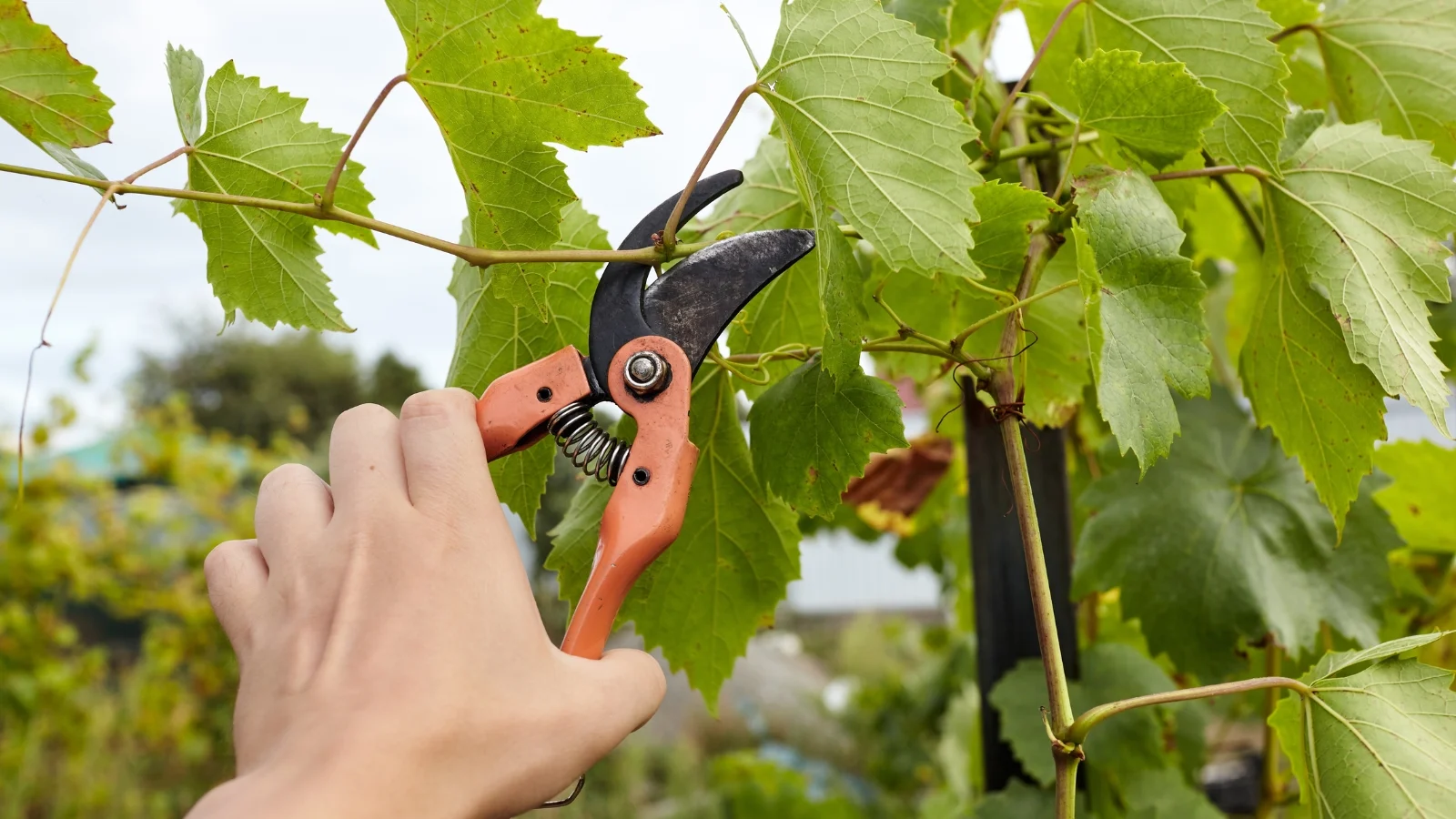 Особенности ухода за виноградом в августе